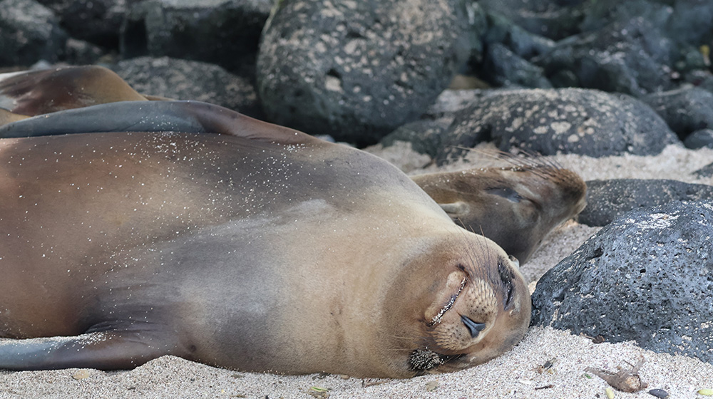 Seals on a beach in the galapagos